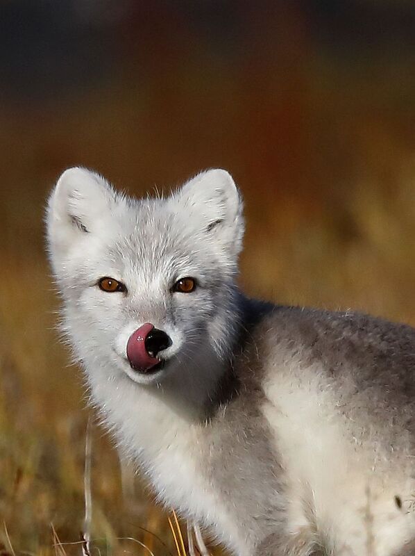 Лакомка фото превью