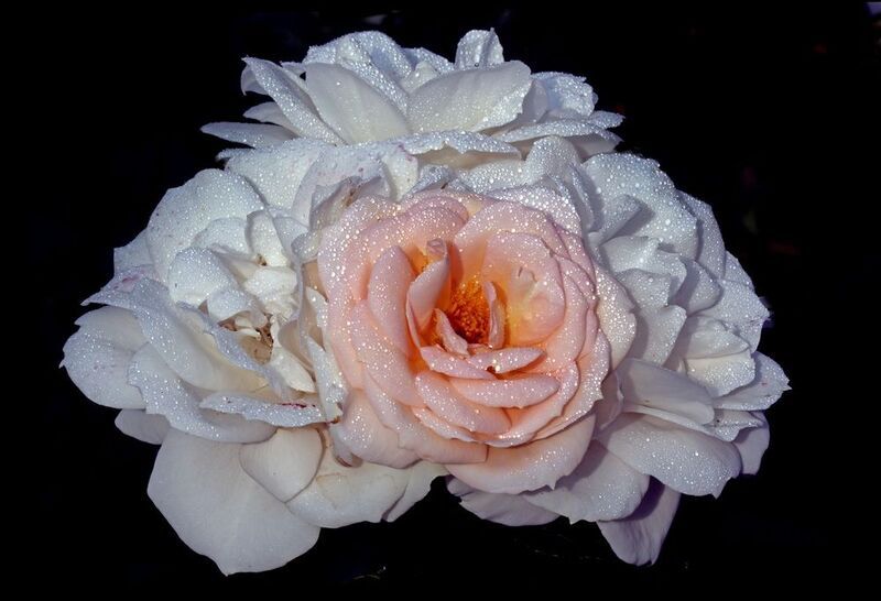 розы 15 июля в Коломенском фото превью