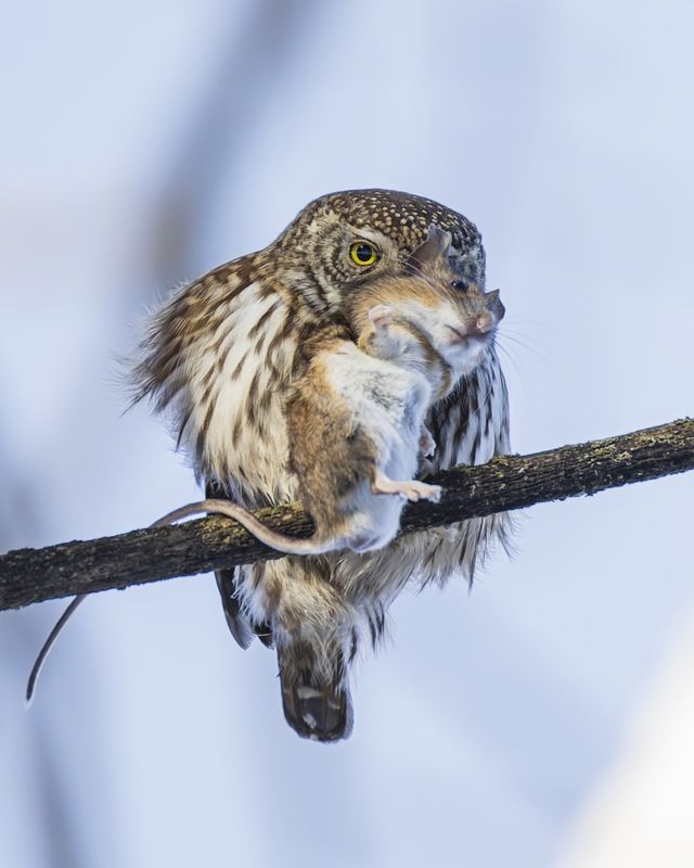 воробьиный сычик, воробьиный сыч, сова, птицы,, красная книга  фото превью