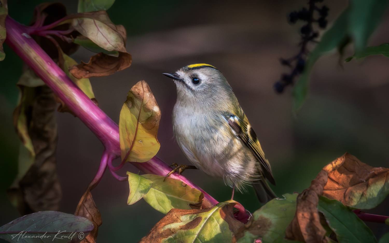 regulus regulus, желтоголовый королёк, королёк, Круль Александр