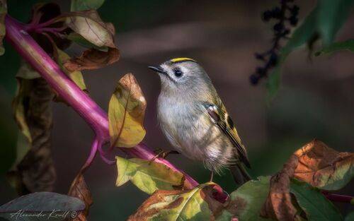 Самый маленький