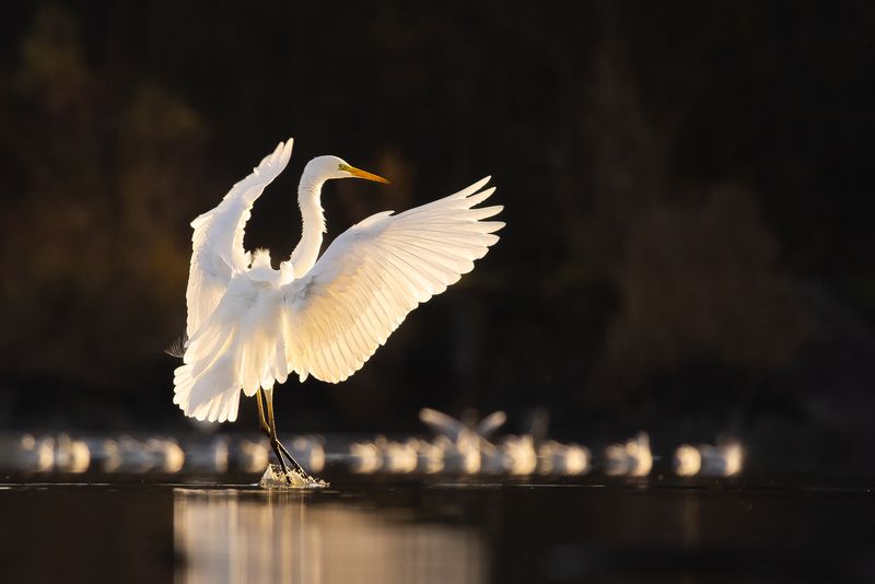 Heron фото превью
