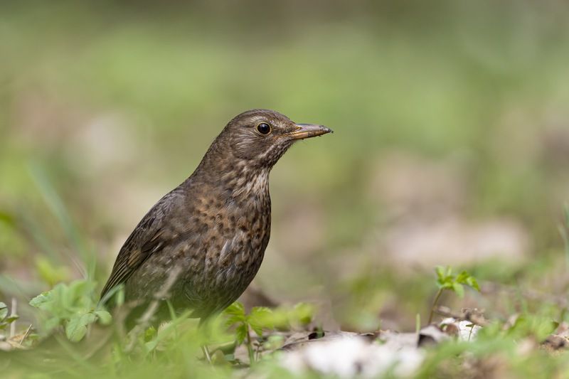 дрозд, черный дрозд, птицы Черный дрозд фото превью