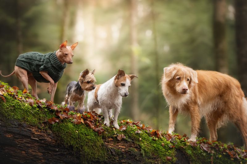 A Time for Adventure фото превью