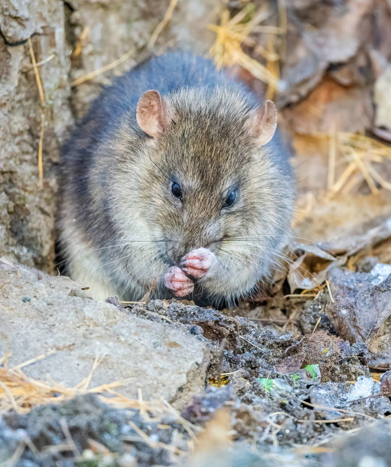 , Дем Константин