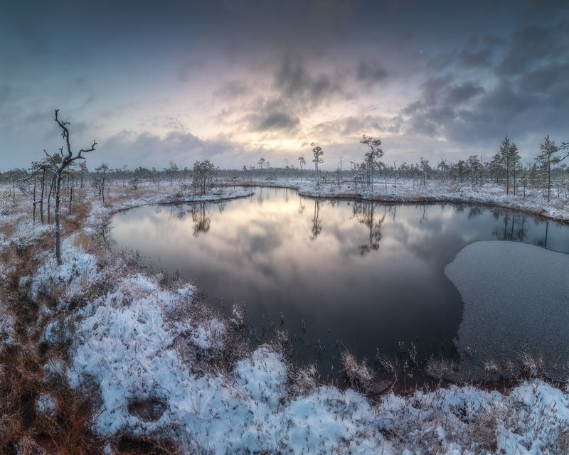 болото, ленобласть, ноябрь, рассвет *** фото превью