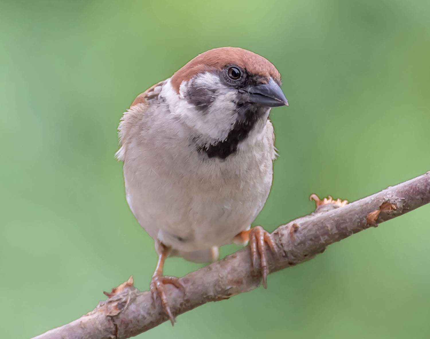 , Пушкин Сергей