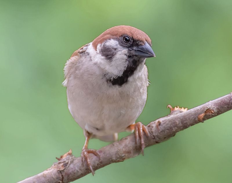 Воробей. фото превью