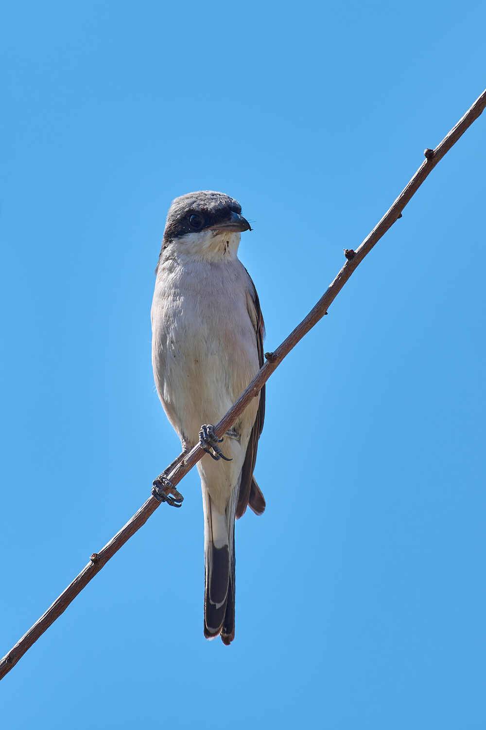 Lanius collurio, Обыкновенный жулан, , Павел Сторчилов