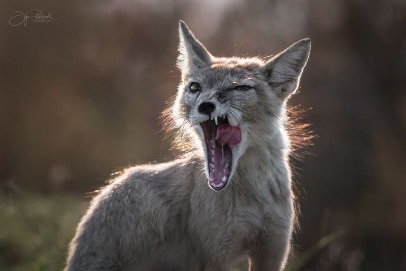 корсак, калмыкия, степная лиса, лис, лиса, корсачонок, дикая природа, wildanimals, корсачата, vilpus corsac, corsac, корсаки, маныч, маныч-гудило, черные земли Перекус мечты-близко! фото превью