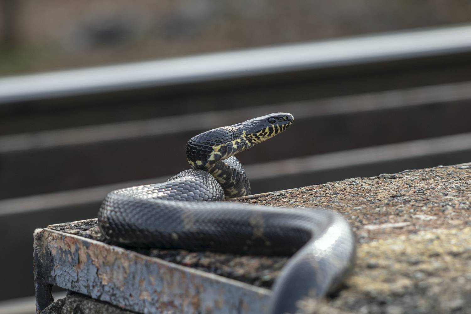 Амурский полоз, змея, Кузнецов Александр