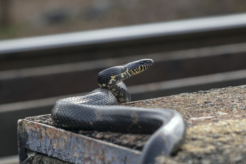 Амурский полоз, змея  фото превью