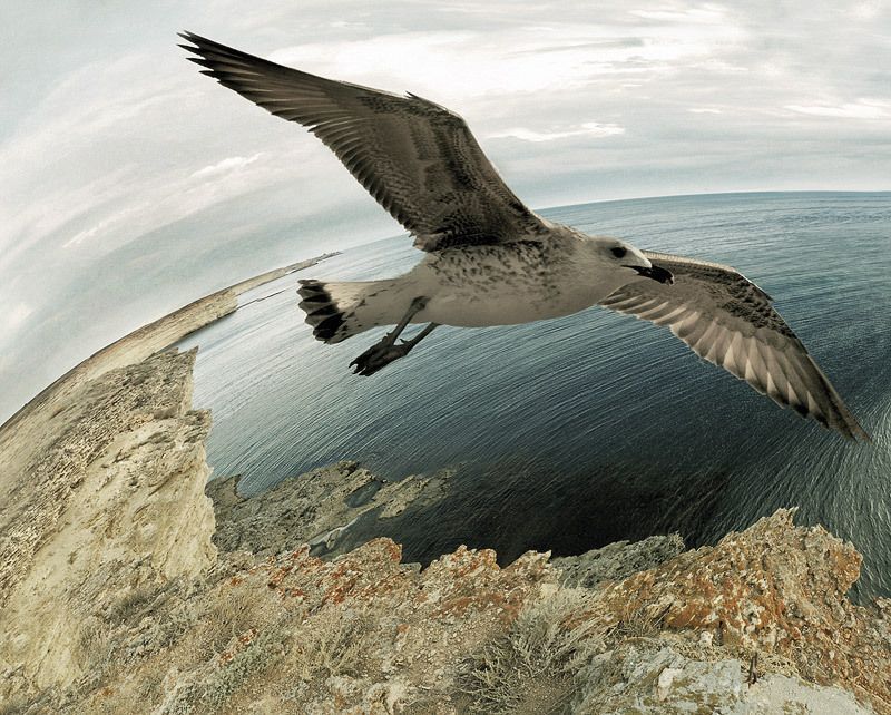 Джонатан фото превью