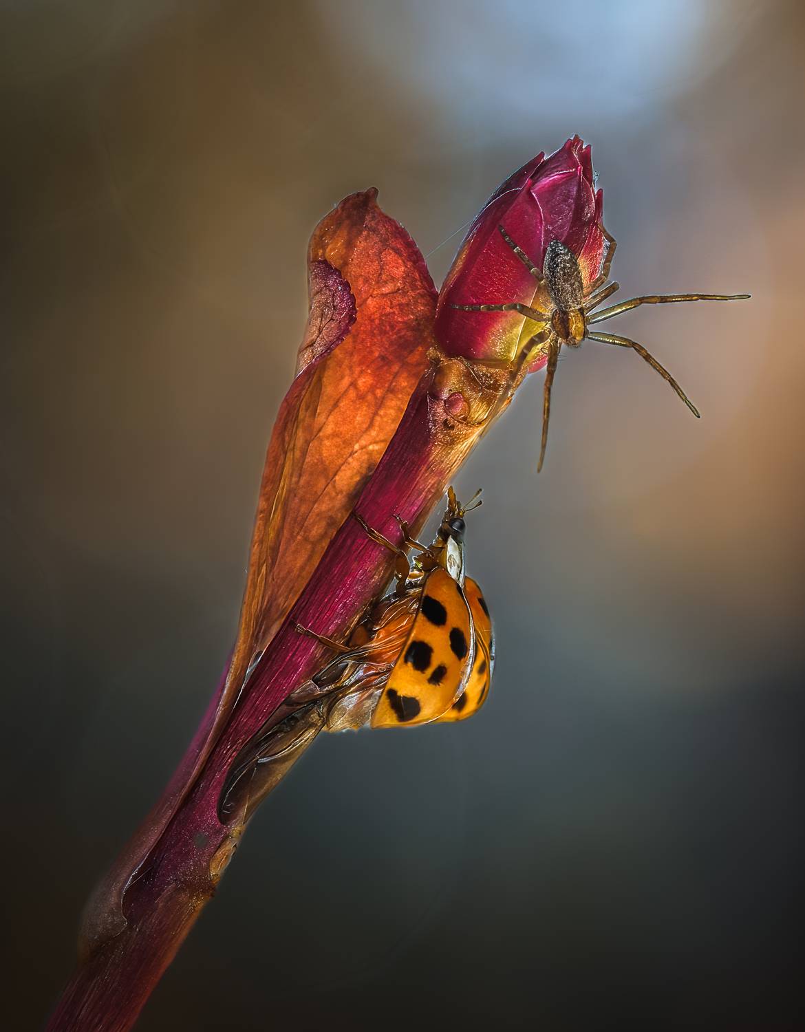 ladybug, spider, autumn, beetle, insect, flower, macro, bugs, ladybird,, Atul Saluja