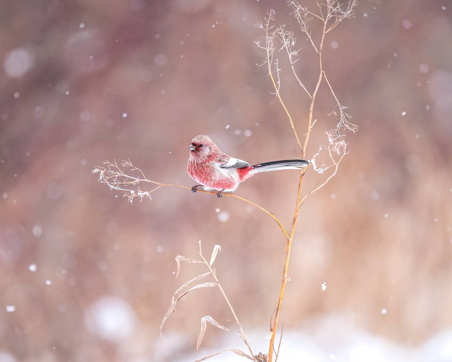 урагус, урагус сибирский, птицы, бердвочинг, птицы сибири, Екатерина Дубровская