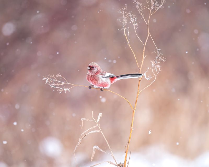 урагус, урагус сибирский, птицы, бердвочинг, птицы сибири Урагус - зимний цветок Сибири фото превью
