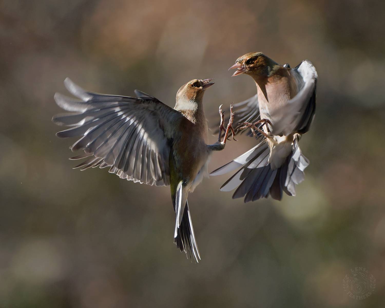 , Евгени Стефанов