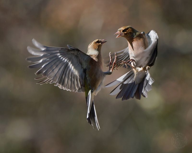 Зяблик - Lens and Feathers фото превью
