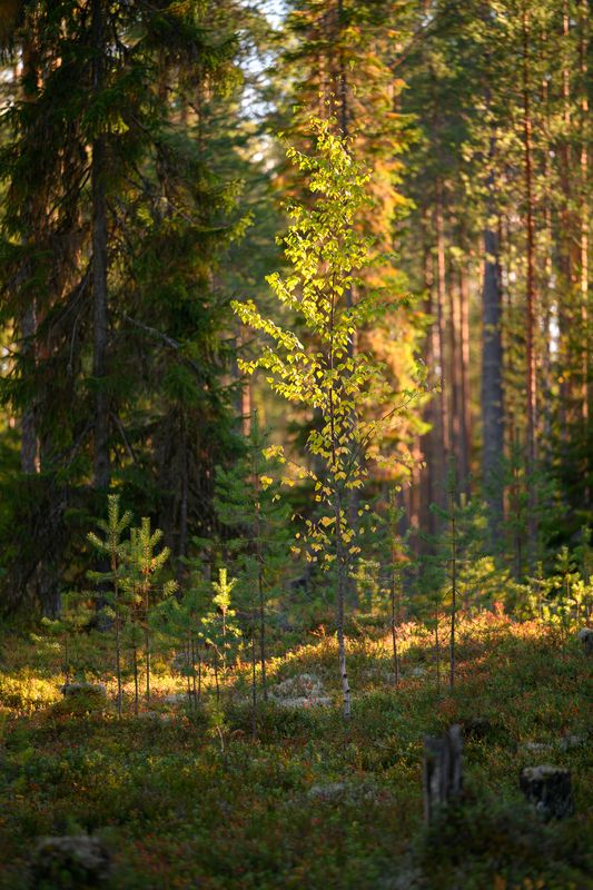 forest, tree, light, foliage, sunlight, evening, morning, light, moss, autumn *** фото превью