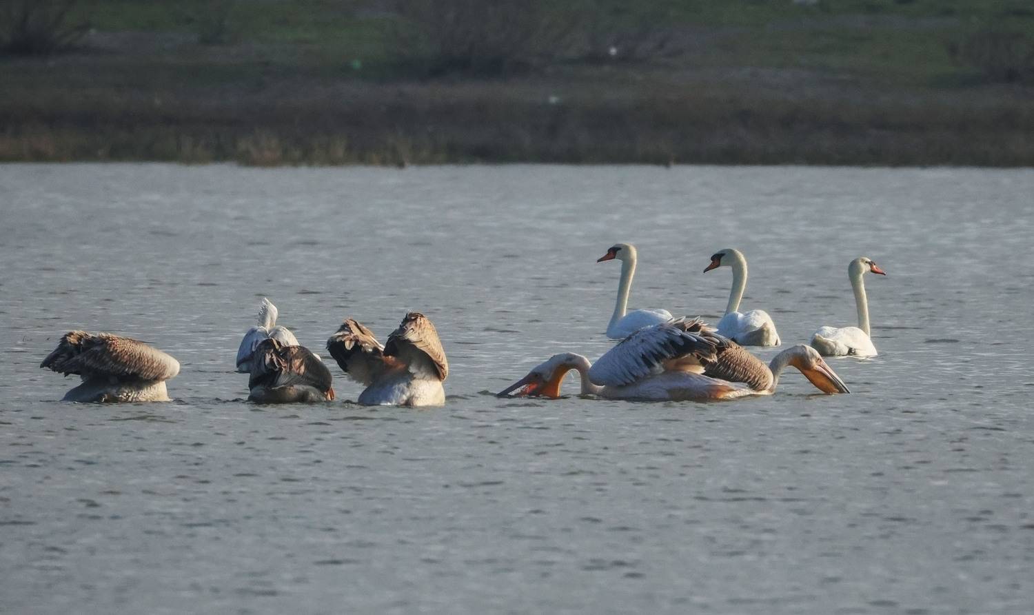 пеликаны,лебеди,озеро,аджи папас,дагестан,, Magov Marat