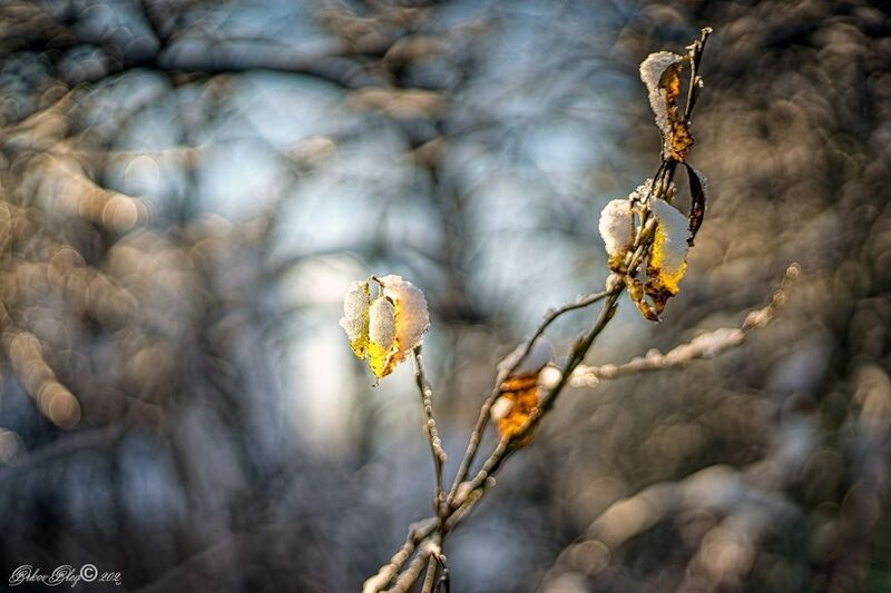 *** фото превью