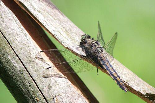 Стрекоза решётчатая