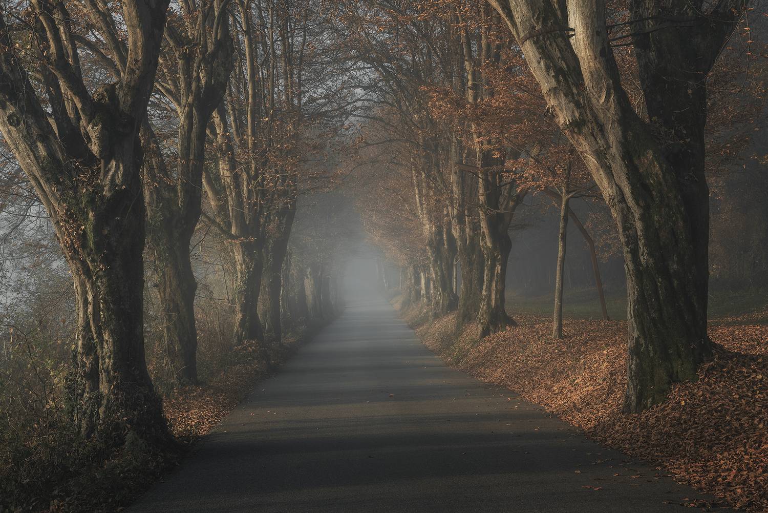 , de Franzoni Thomas