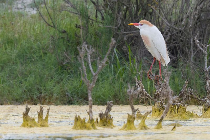 Египетская цапля фото превью