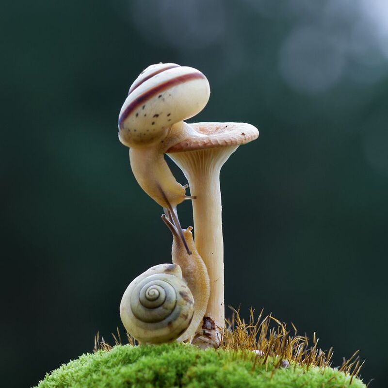 Я тебя забодаю фото превью