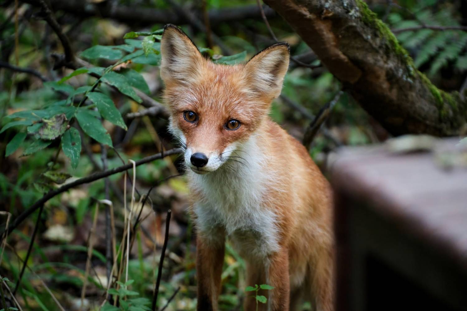 красноярские столбы, лиса, Багурский Алексей