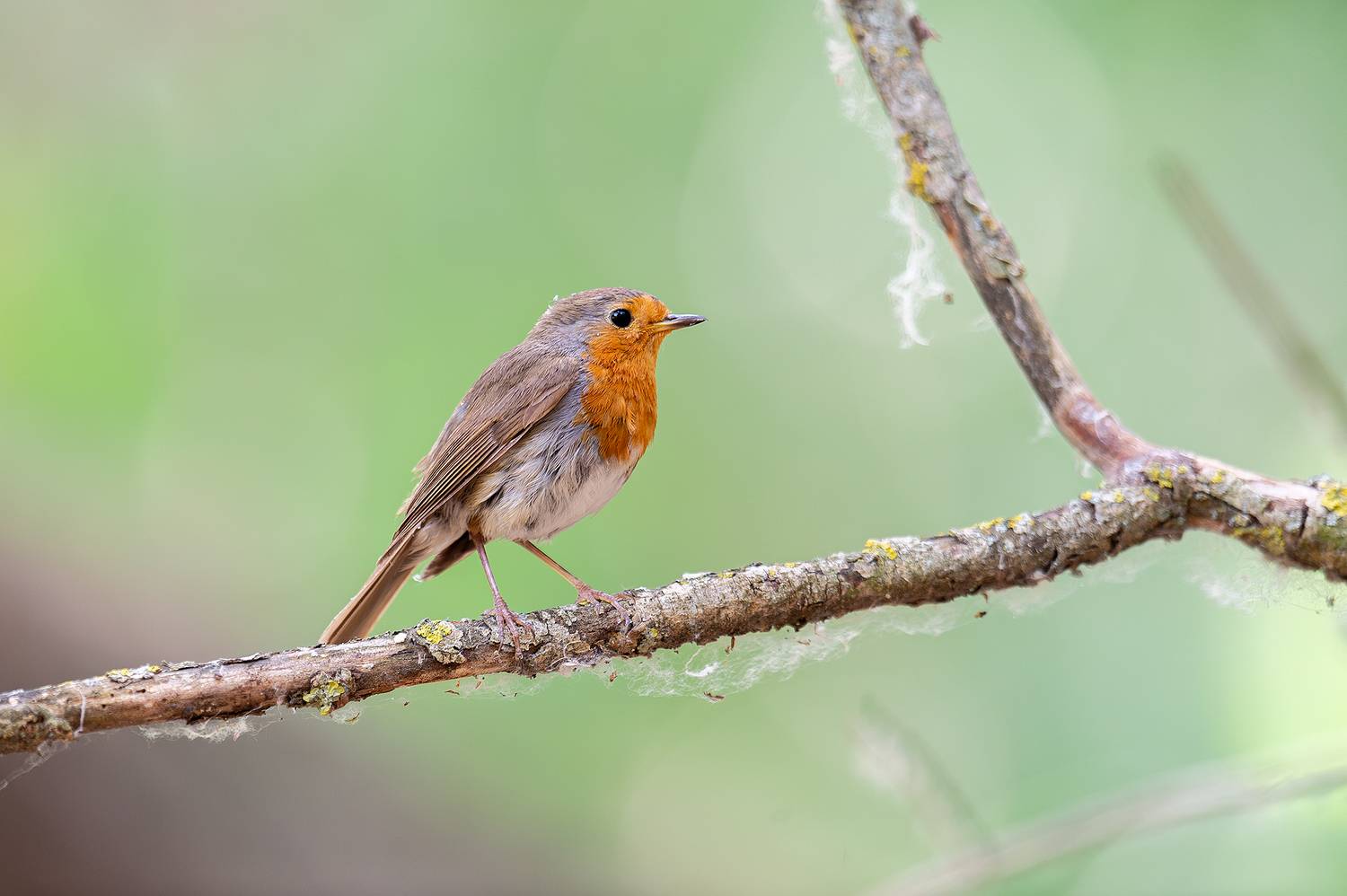 , Ангелов Андрей