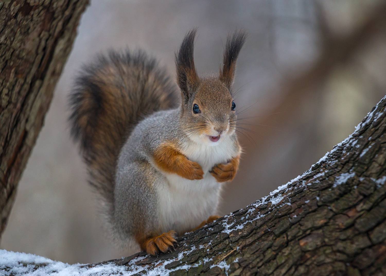 , Алексеев Сергей