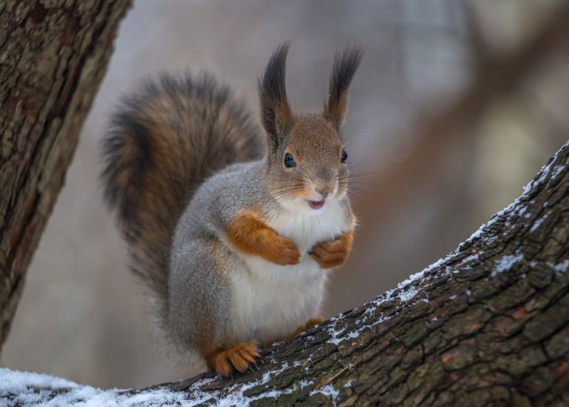 Радость встречи. фото превью