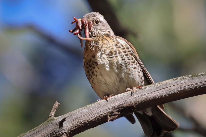 Дрозд, рябинник, птицы Рябинник с добычей фото превью