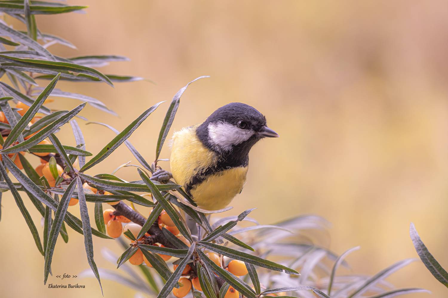 синицы , птицы , дикая природа., Бурикова Екатерина