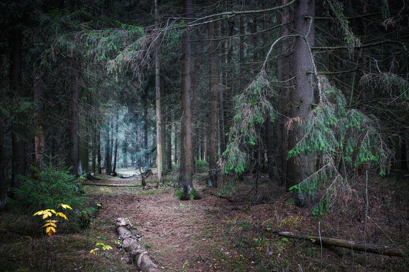 В лесу фото превью