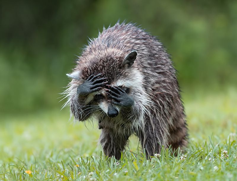 енот обыкновенный, енот-полоскун, raccoon, енот, дикие животные, животные, animals Енот-полоскун -Raccoon фото превью