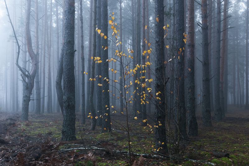 В ноябрьском лесу фото превью