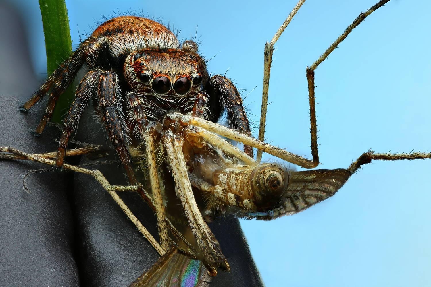 макро, природа, животное, растение, цвет, фото, голубой, паук, трава, Шаповалов Андрей