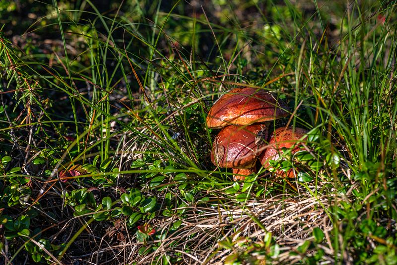 Грибы, лес, природа Маслята фото превью