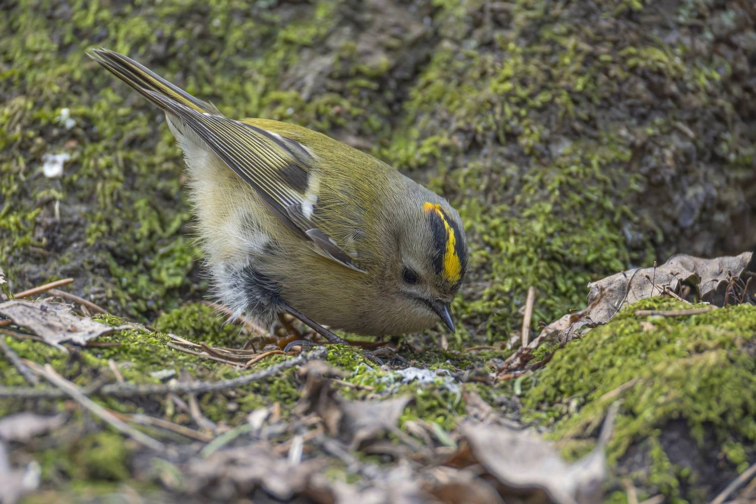 желтоголовый королек, королек, птицы, Ruslan Pl