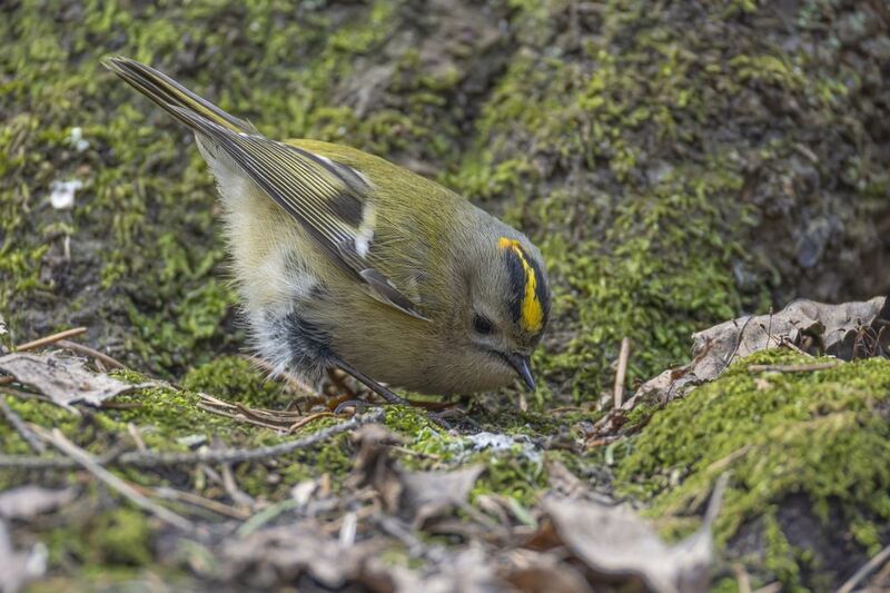 желтоголовый королек, королек, птицы Желтоголовый королек фото превью