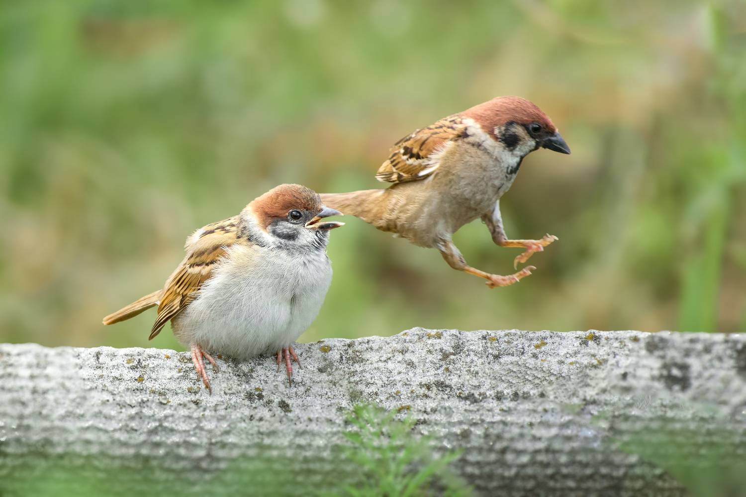 полевой воробей, tree sparrow, passer montanus, птица, дикая природа, sparrow, птицы россии, birdwatching, nature, wildlife photography, close-up bird, Полина Шальнева