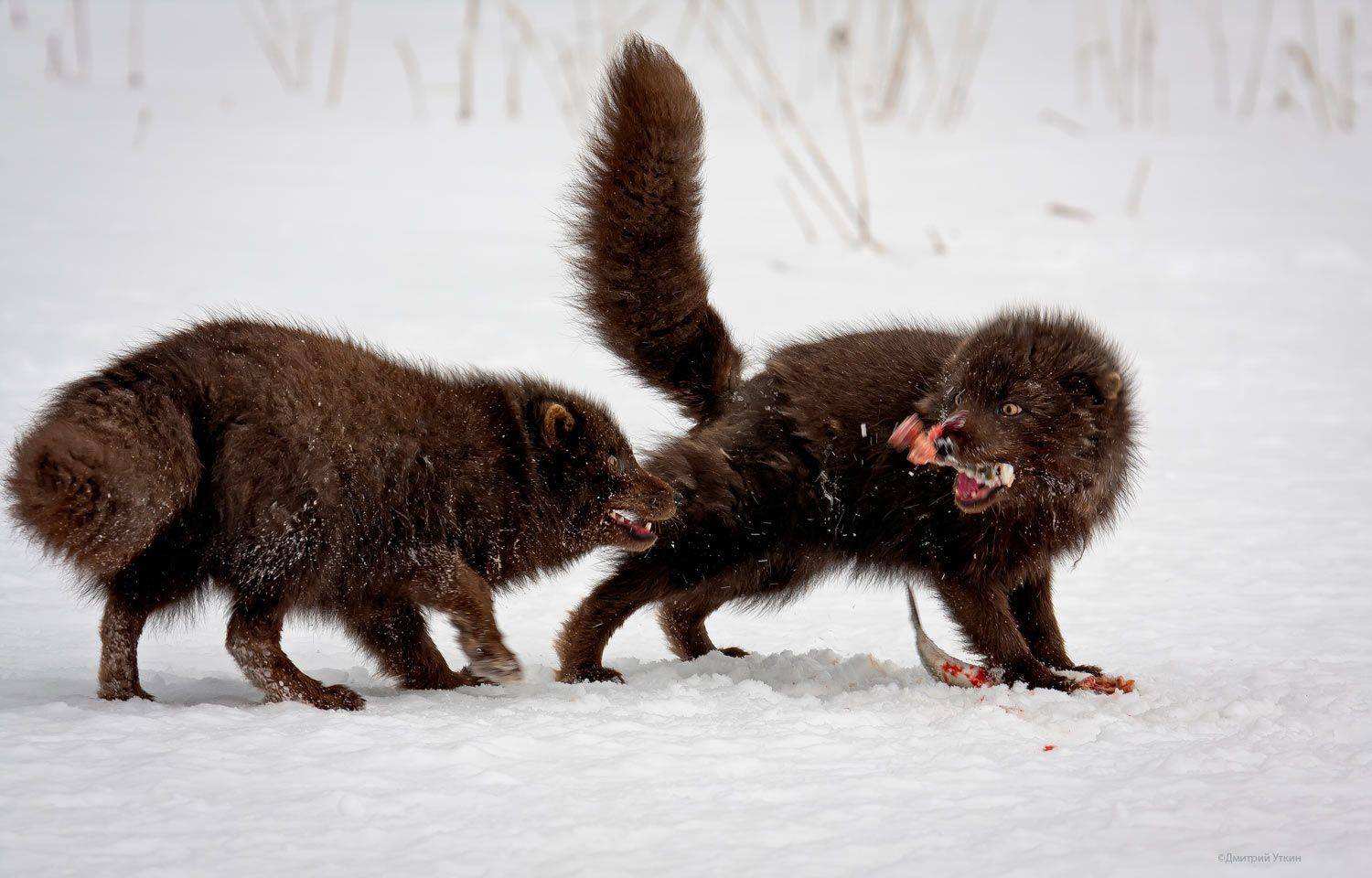 Alopex lagopus beringensis; бери, Alopex lagopus beringensis; остр, Командорские острова, Дмитрий Уткин