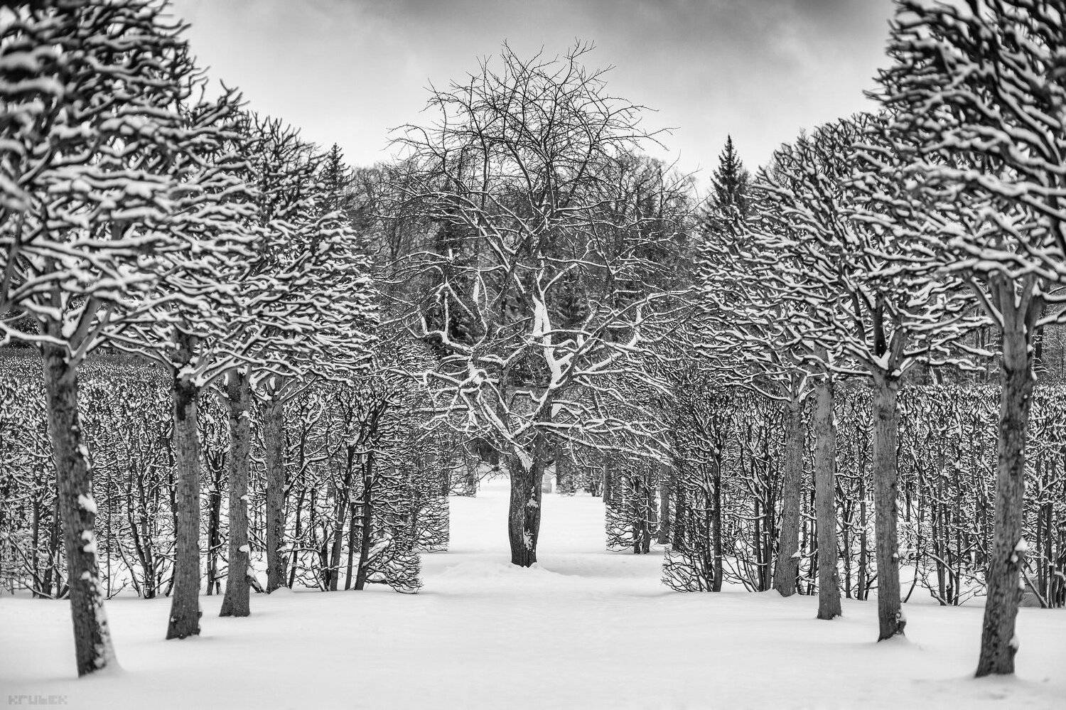 Деревья, Зима, Парк, Пейзаж, Пушкин, Снег, Чб, KrubeK