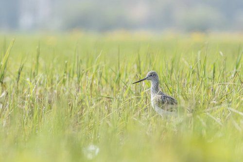 Common Greenshank