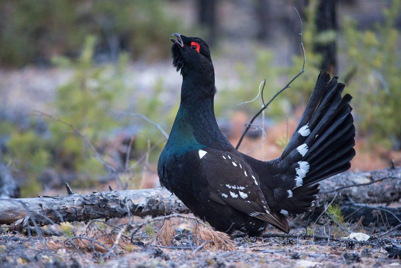 Во всей красе фото превью
