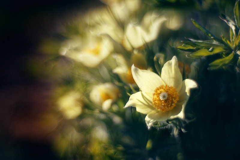 primoplan, 58mm * фото превью