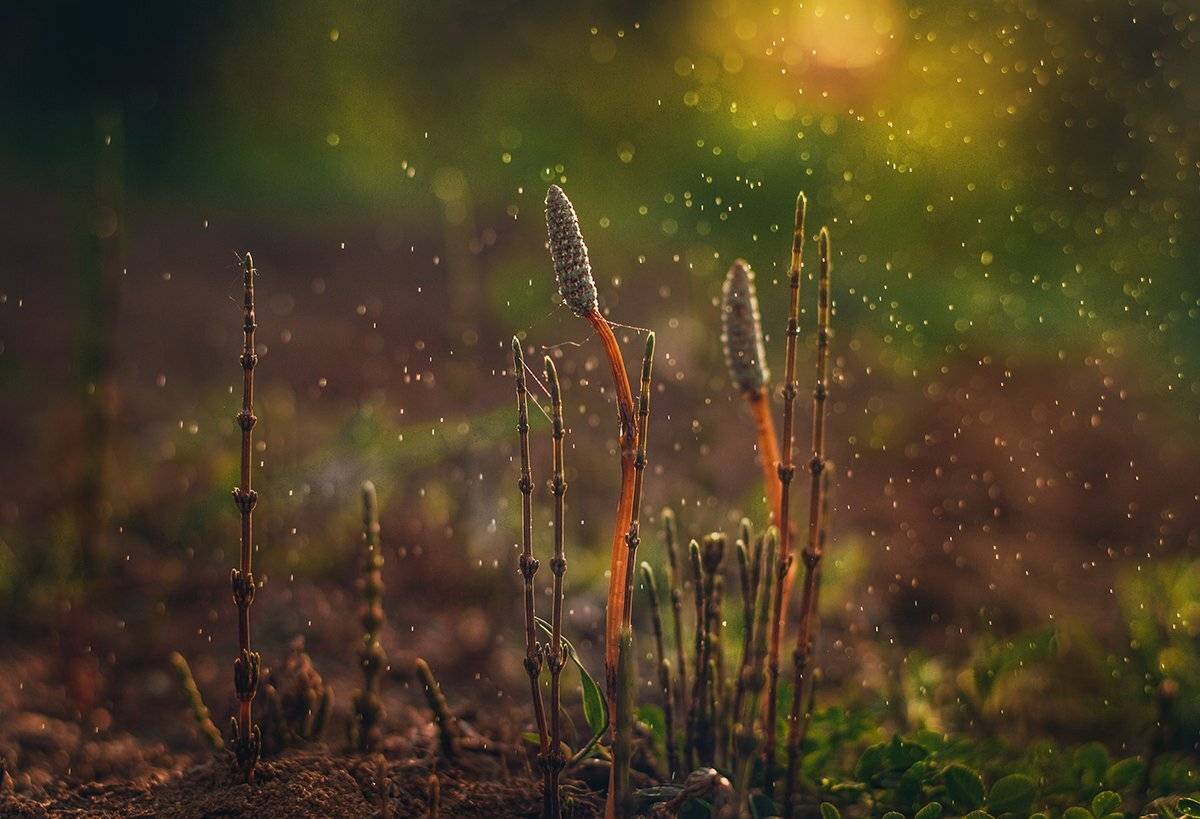 Весна, Закат, Макро, После дождя, Цветы, Парбукова Анна