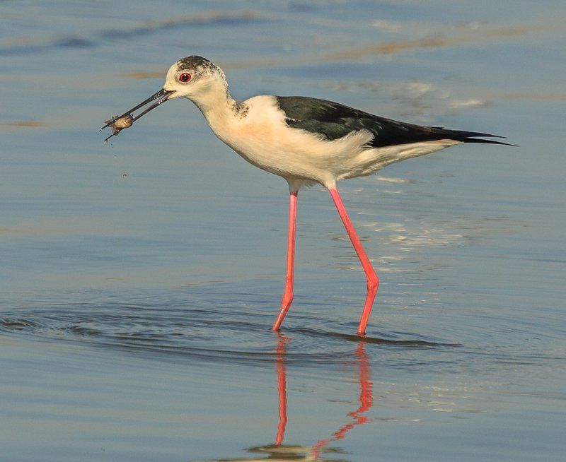 Ходулочник фото превью